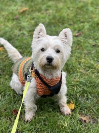 Portrait of dog on field
