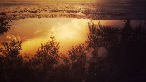 Reflection of trees in lake during sunset