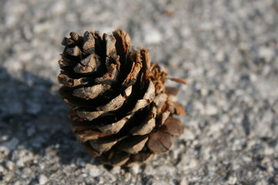 Close-up of pine cone on land