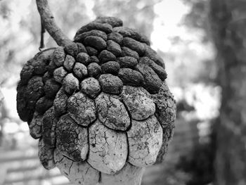 Close-up of berries growing on tree