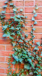 Full frame shot of ivy on brick wall