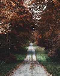 Footpath passing through forest