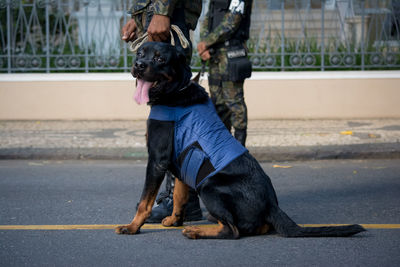 Dogs of the armed forces during military parade in celebration of brazil independence