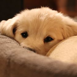 Close-up portrait of dog