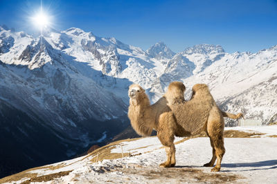 View of animal on snow covered mountain