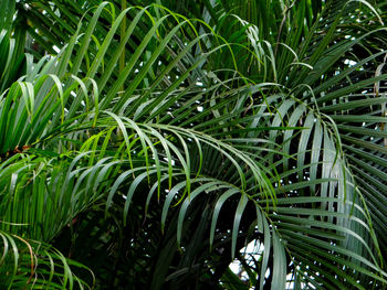 Full frame shot of palm leaves