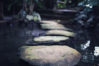 Close-up of rocks in forest