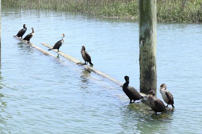 Ducks swimming in lake