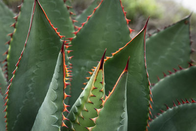 Close-up of succulent plant