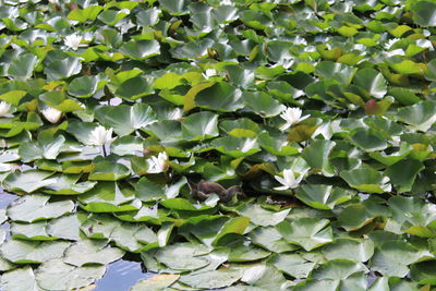 Full frame shot of green leaves on plant