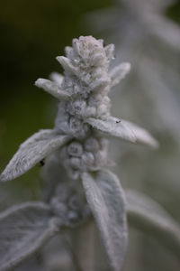 Close-up of white flowering plant