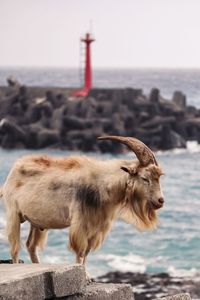 Sheep on rock by sea against sky