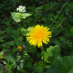 Close-up of yellow flower