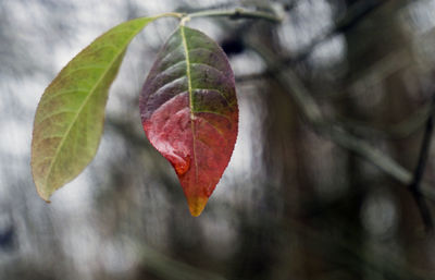 Close-up of leaves on tree during autumn