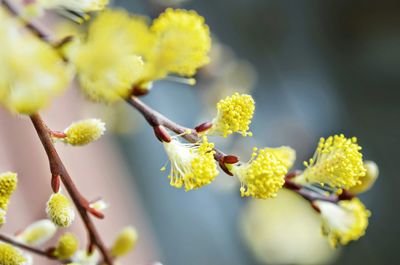 Close-up of yellow flower