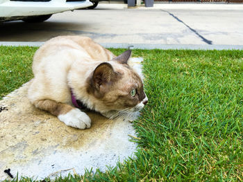 Cat resting amidst grass by footpath