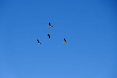 Low angle view of birds flying against clear blue sky