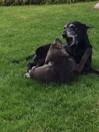 Dog lying on grass