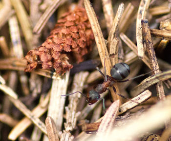 Close-up of flower bud