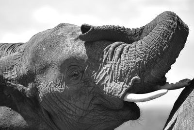 Close-up of elephant