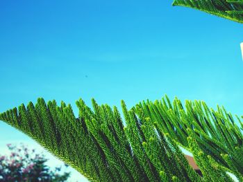 Low angle view of plants against clear blue sky