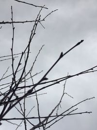 Low angle view of silhouette bare tree against sky