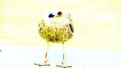 High angle view of bird perching