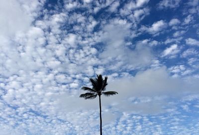 Low angle view of palm tree against sky