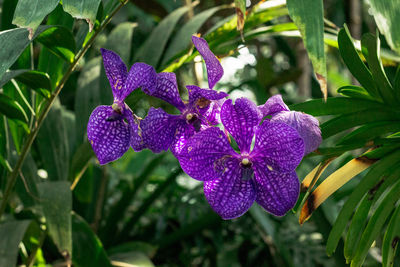 Beautiful purple flower blooming in the tropical garden