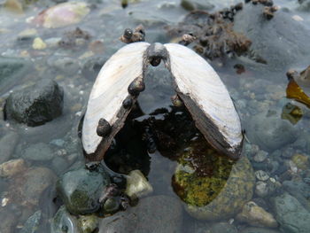 Rocks in water