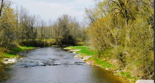 River amidst trees in forest