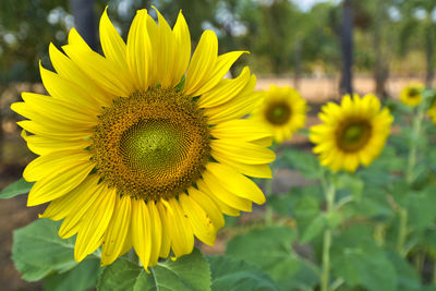 Close-up of yellow sunflower