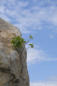 Low angle view of flowering plant against sky