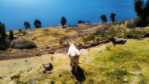 Horse grazing on field against sky