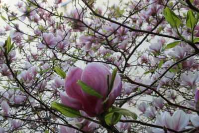 Close-up of pink flowers on tree