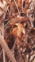 Close-up of dry autumn leaf