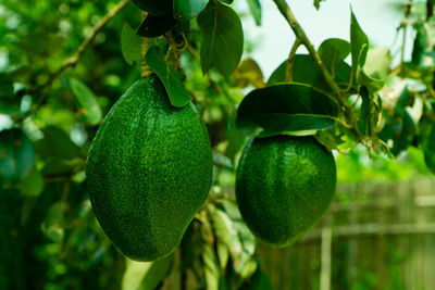 Avocado fruit in the tree