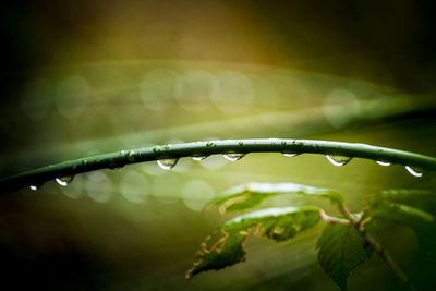 Close-up of water drops on plant