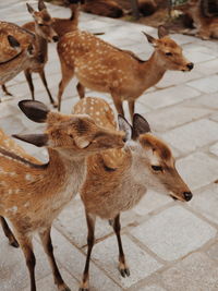 Deer standing outdoors