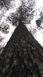 Low angle view of trees against sky