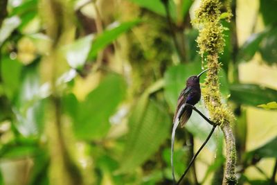 Close-up of insect perching on plant