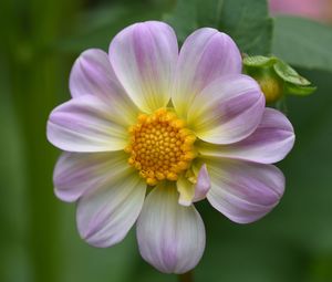 Close-up of pink flower blooming outdoors