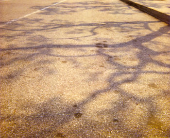 Shadow of tree on the wall