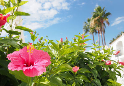 Close-up of pink hibiscus flower against sky