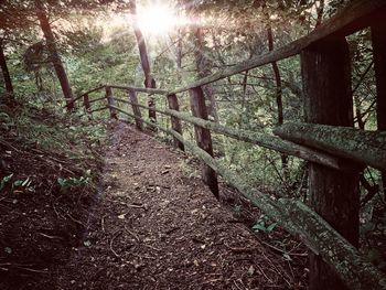 Footpath amidst trees in forest