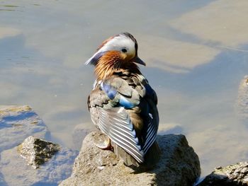 Bird on rock by lake