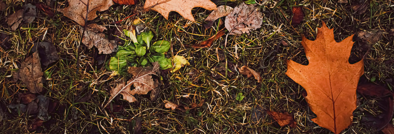 HIGH ANGLE VIEW OF DRY LEAVES ON LAND