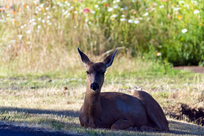 Deer on a field