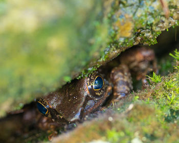 Close-up of frog on rock