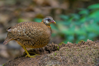 Close-up of bird perching outdoors